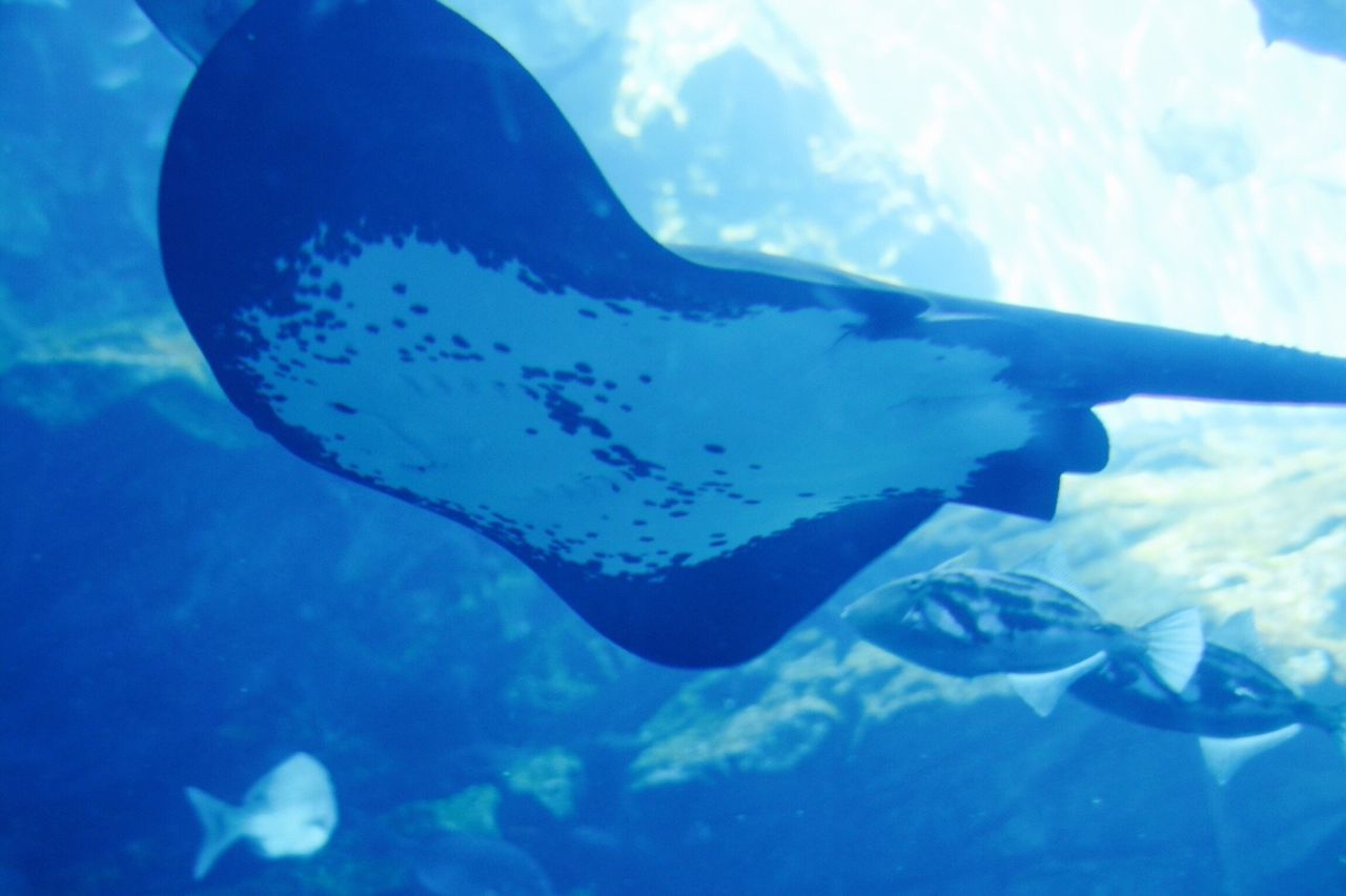 Stingray swimming in sea