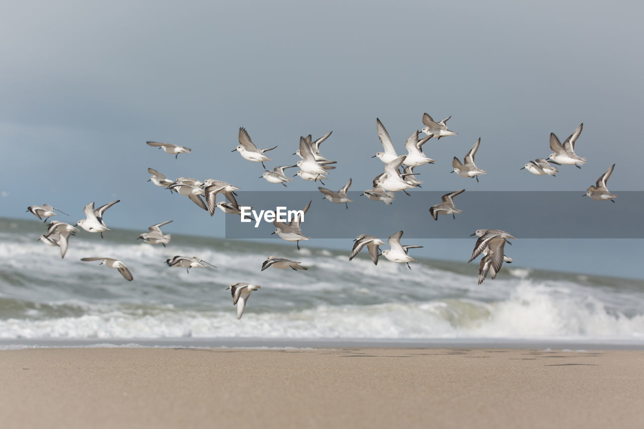 BIRDS FLYING OVER BEACH AGAINST SKY