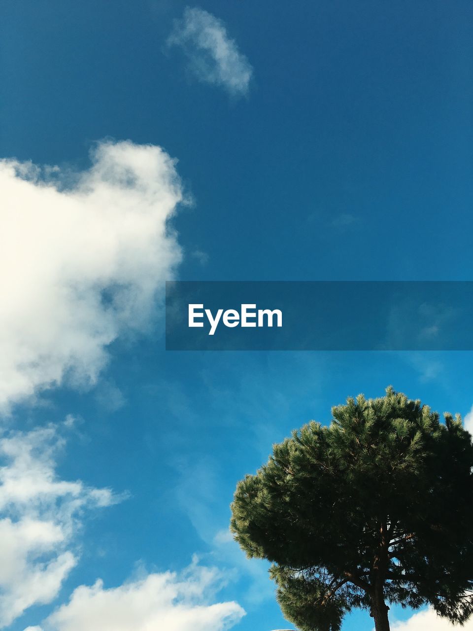 Low angle view of trees against blue sky