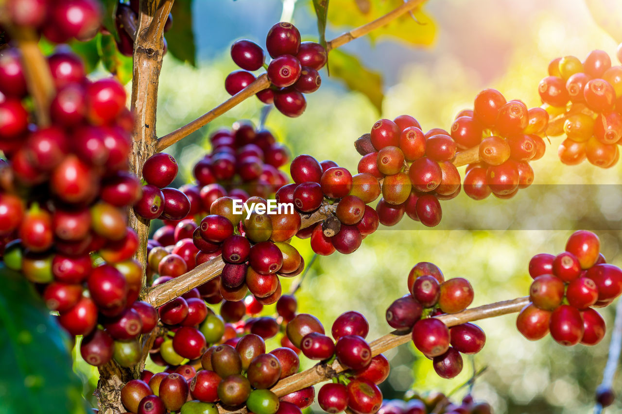 CLOSE-UP OF CHERRIES AGAINST SKY