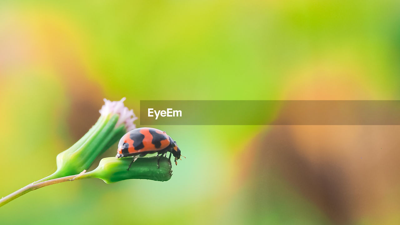 LADYBUG ON LEAF