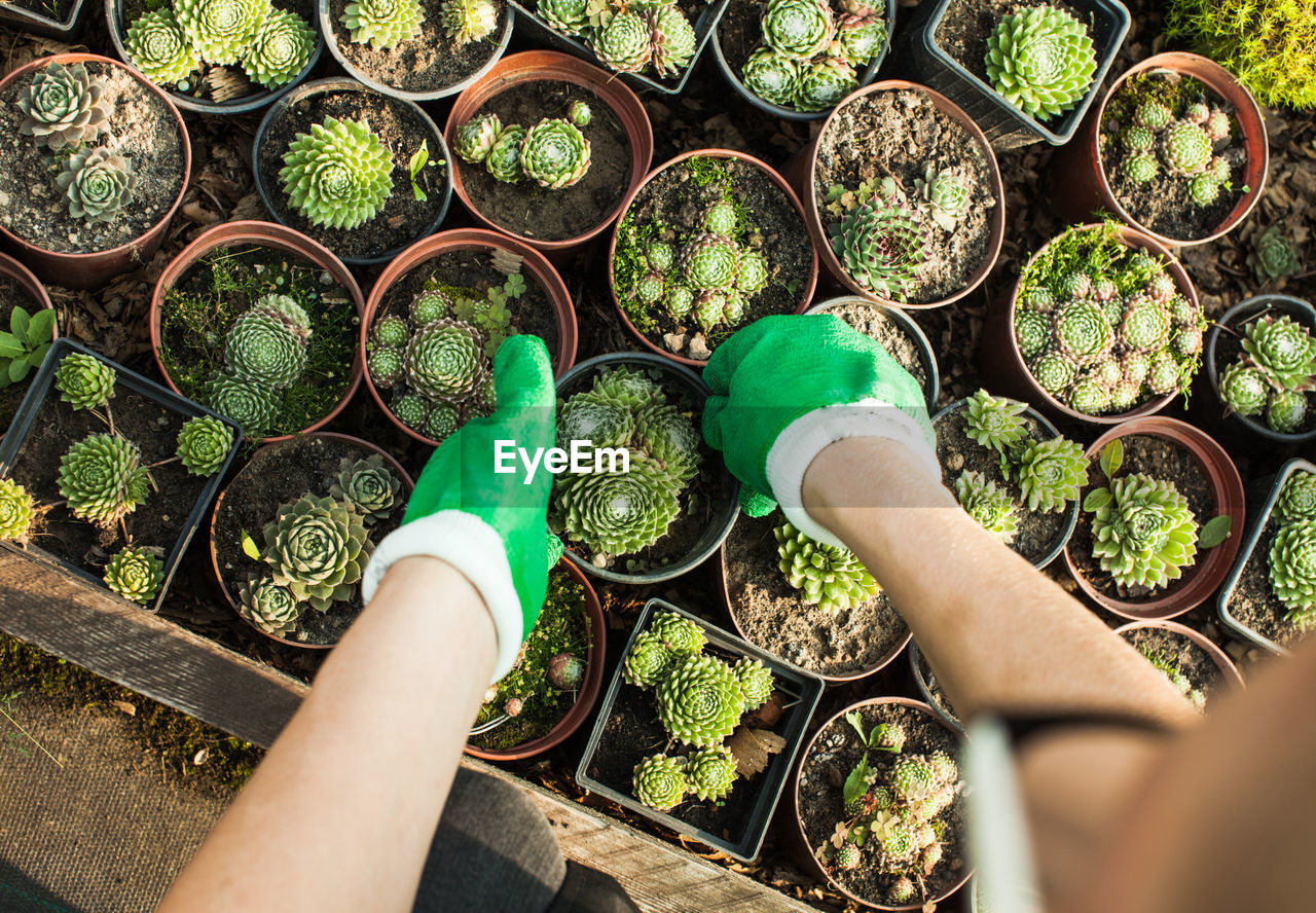 HIGH ANGLE VIEW OF PERSON HOLDING POTTED PLANT