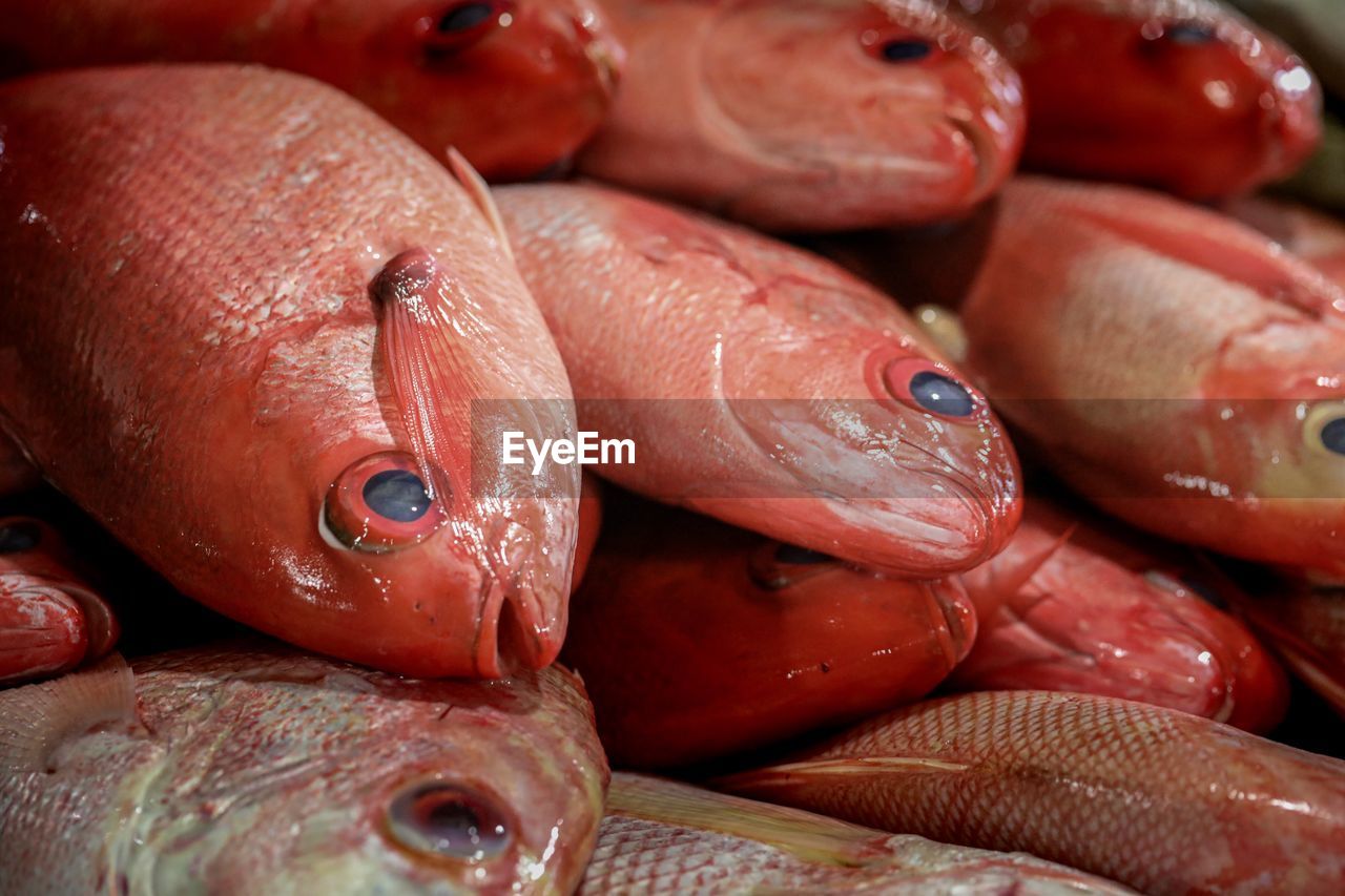 Close-up of fish for sale in market