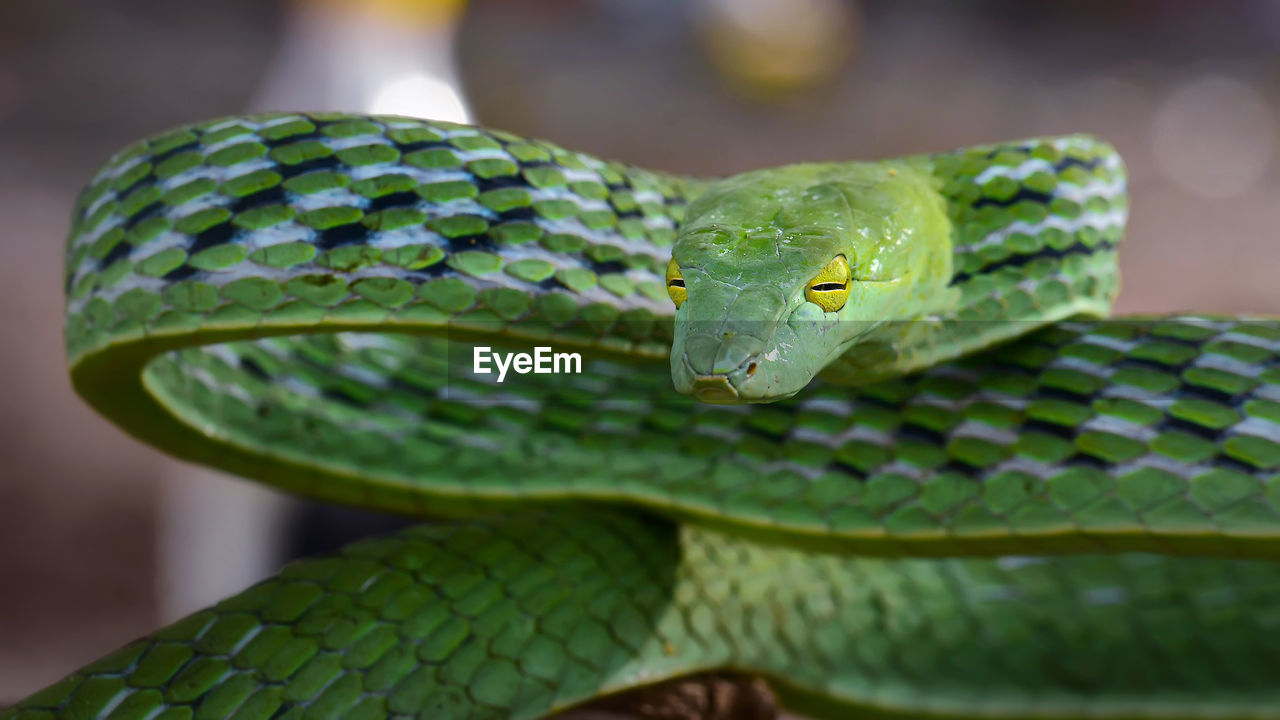 Close-up portrait of green snake