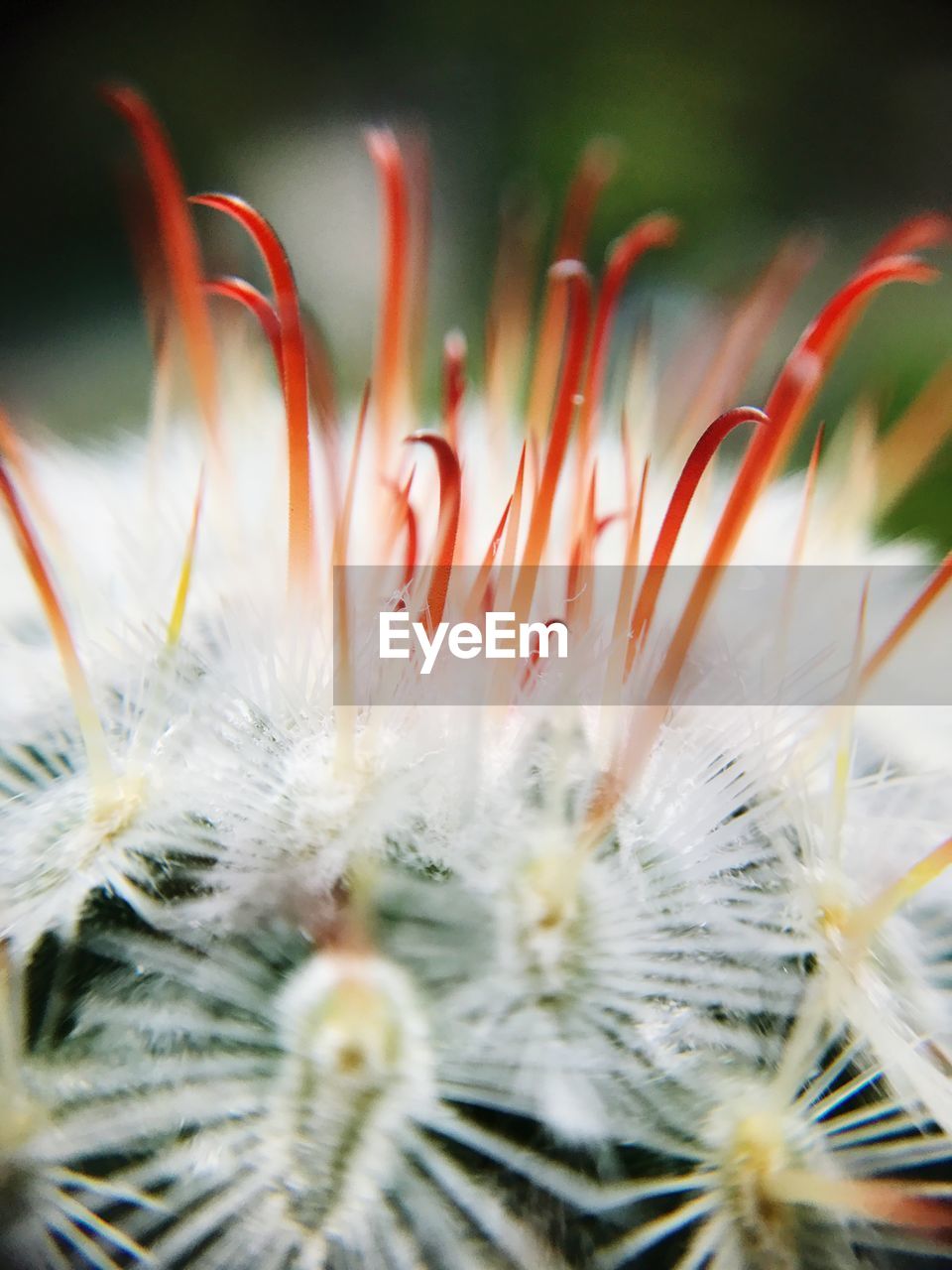 CLOSE-UP OF DANDELION FLOWERS