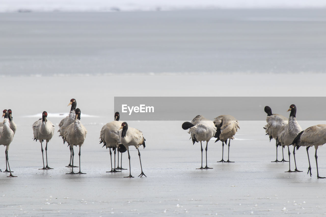 Black-necked cranes on frozen lakeshore