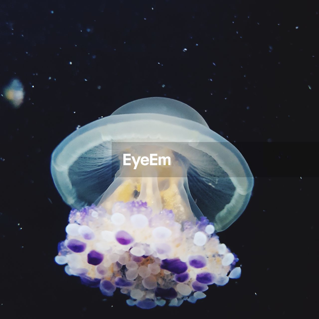 CLOSE-UP OF JELLYFISH SWIMMING IN WATER