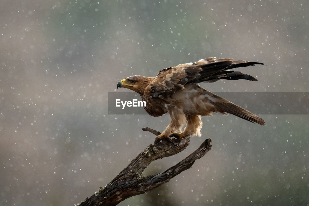 Tawny eagle ruffles feathers on wet stump