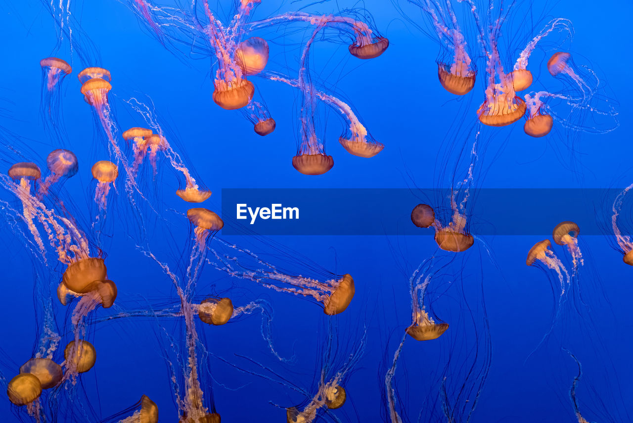 Close-up of jellyfish against blue background