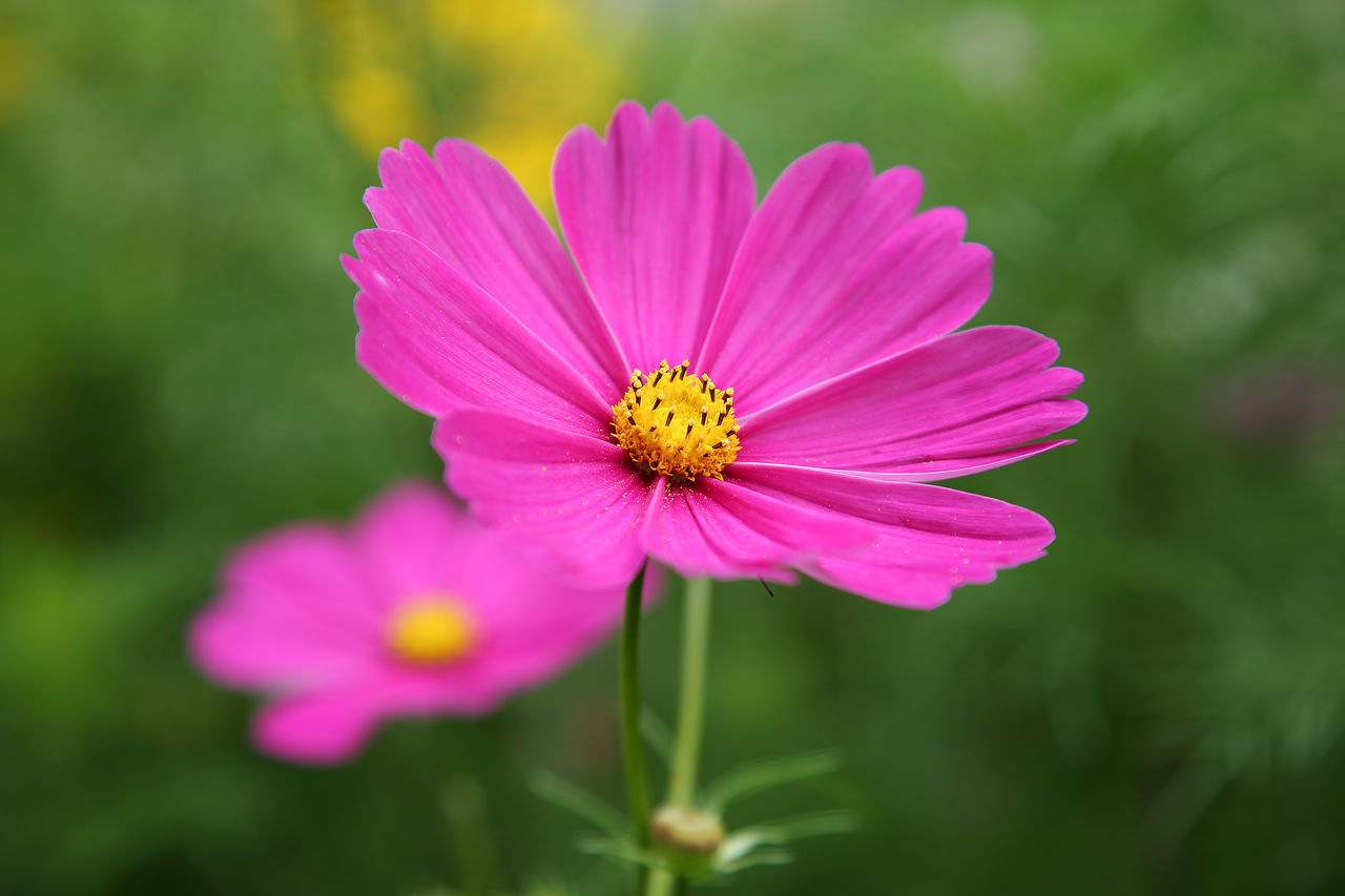 Close-up of pink cosmos flower