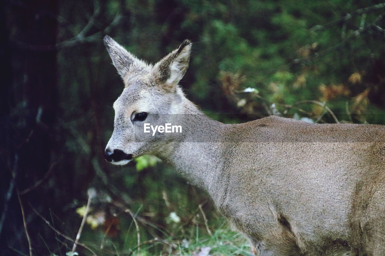 CLOSE-UP OF DEER ON FIELD