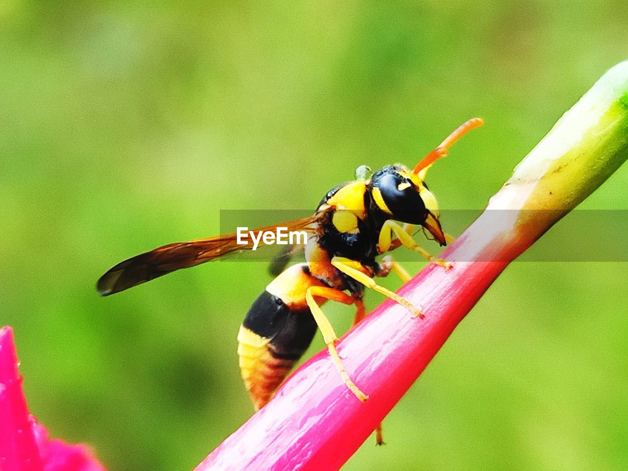 animal themes, animal, animal wildlife, insect, wildlife, one animal, close-up, beauty in nature, nature, macro photography, plant, focus on foreground, flower, animal wing, wasp, no people, fragility, animal body part, outdoors, macro, plant stem, flowering plant, perching, day, hornet, magnification, yellow, full length, freshness