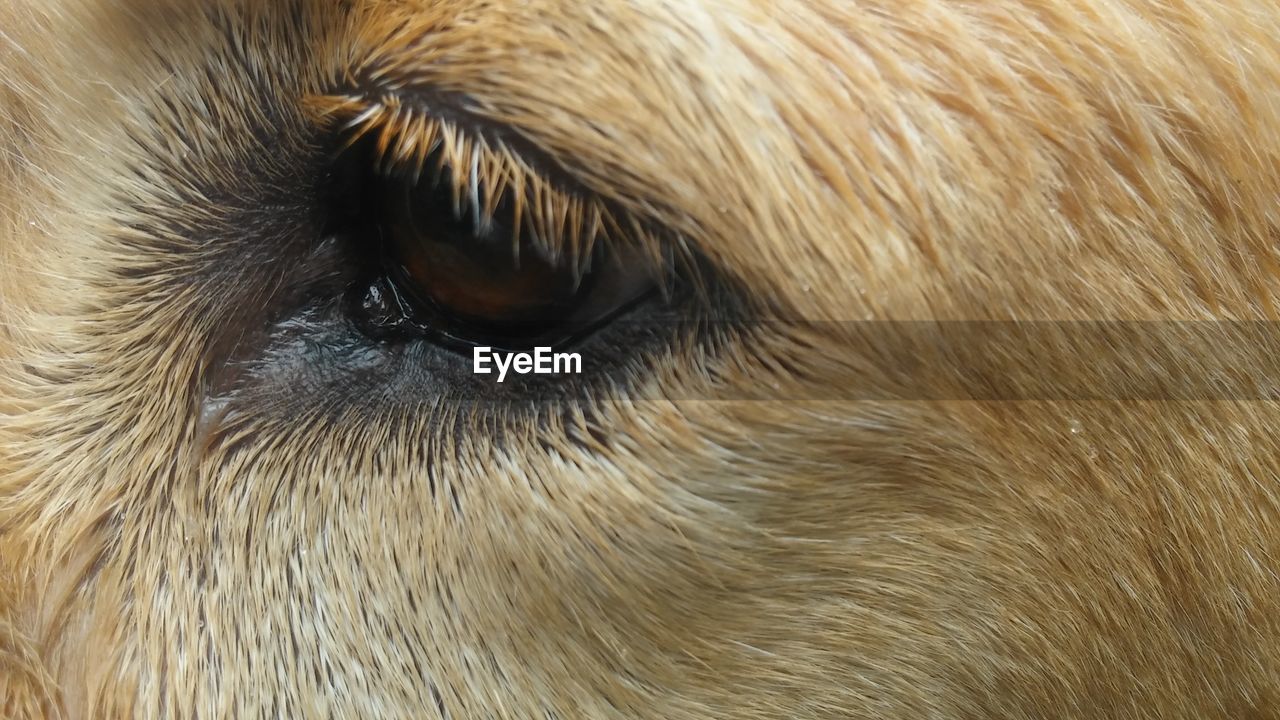 Close-up of dog eye