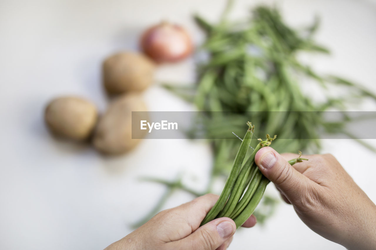 CROPPED IMAGE OF PERSON HAND HOLDING LEAF