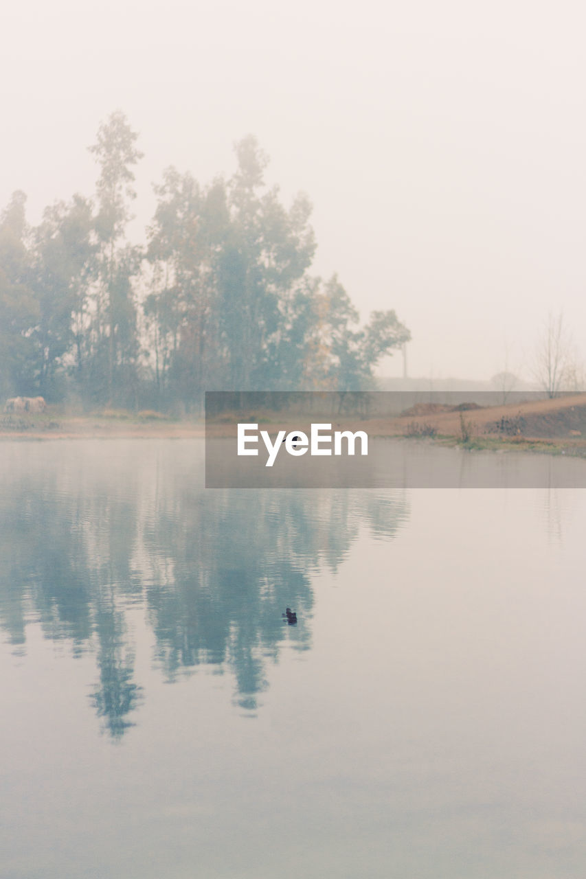 SCENIC VIEW OF LAKE AGAINST TREES