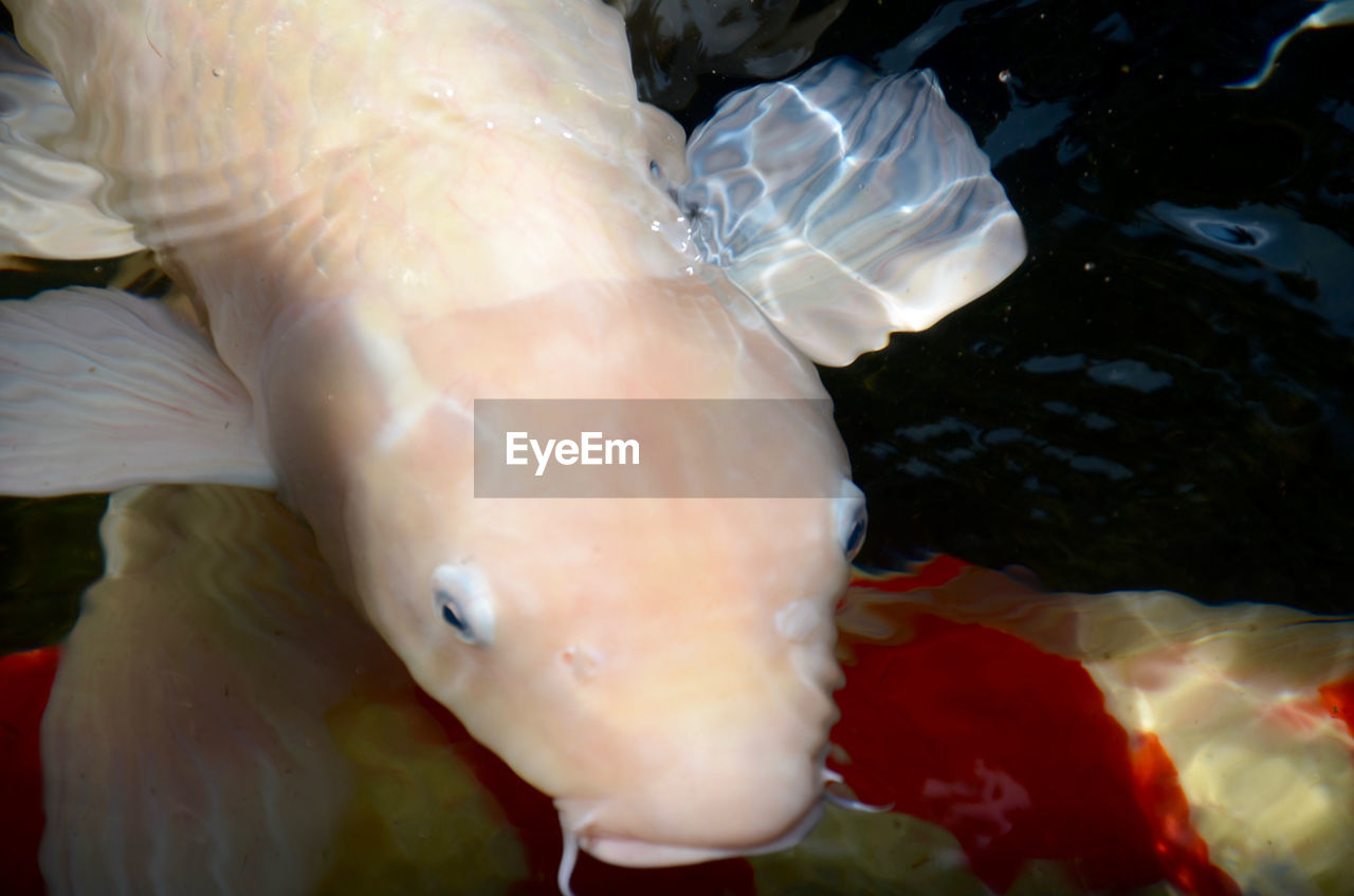 Close-up of fish in aquarium