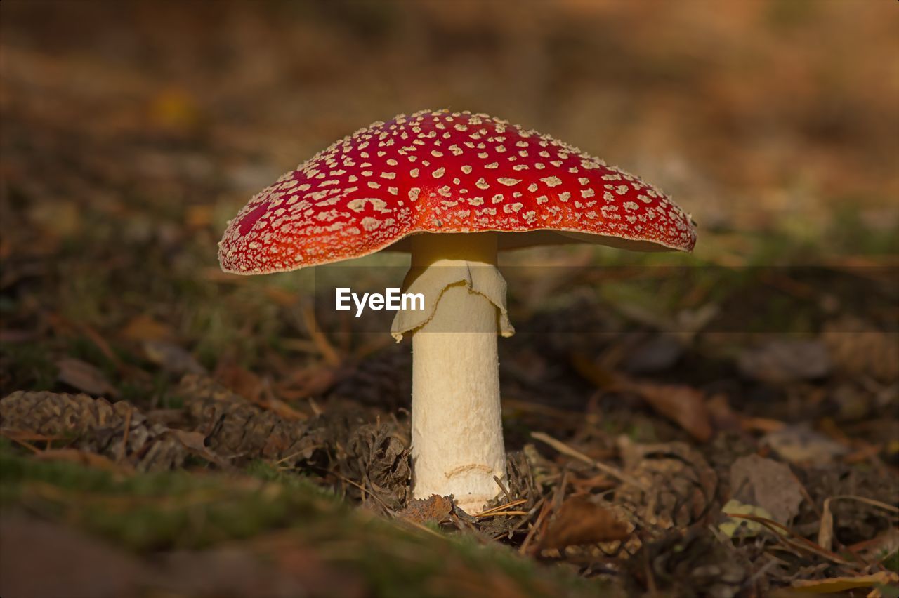 mushroom, fungus, vegetable, food, nature, autumn, plant, land, fly agaric mushroom, macro photography, edible mushroom, agaric, close-up, red, forest, growth, poisonous, leaf, toadstool, no people, outdoors, bolete, spotted, food and drink, flower, soil, tree, agaricaceae, day, selective focus, penny bun, focus on foreground, beauty in nature