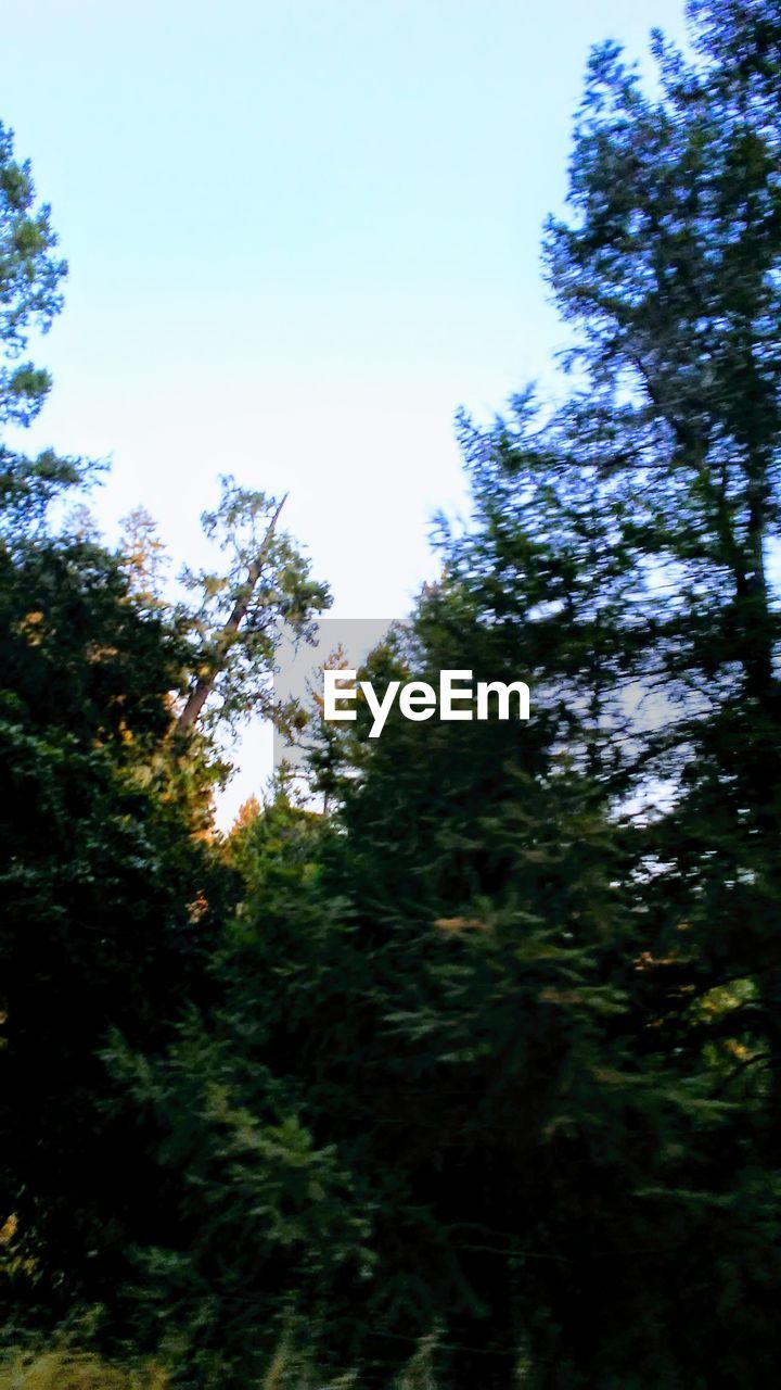 LOW ANGLE VIEW OF TREES AGAINST SKY IN FOREST