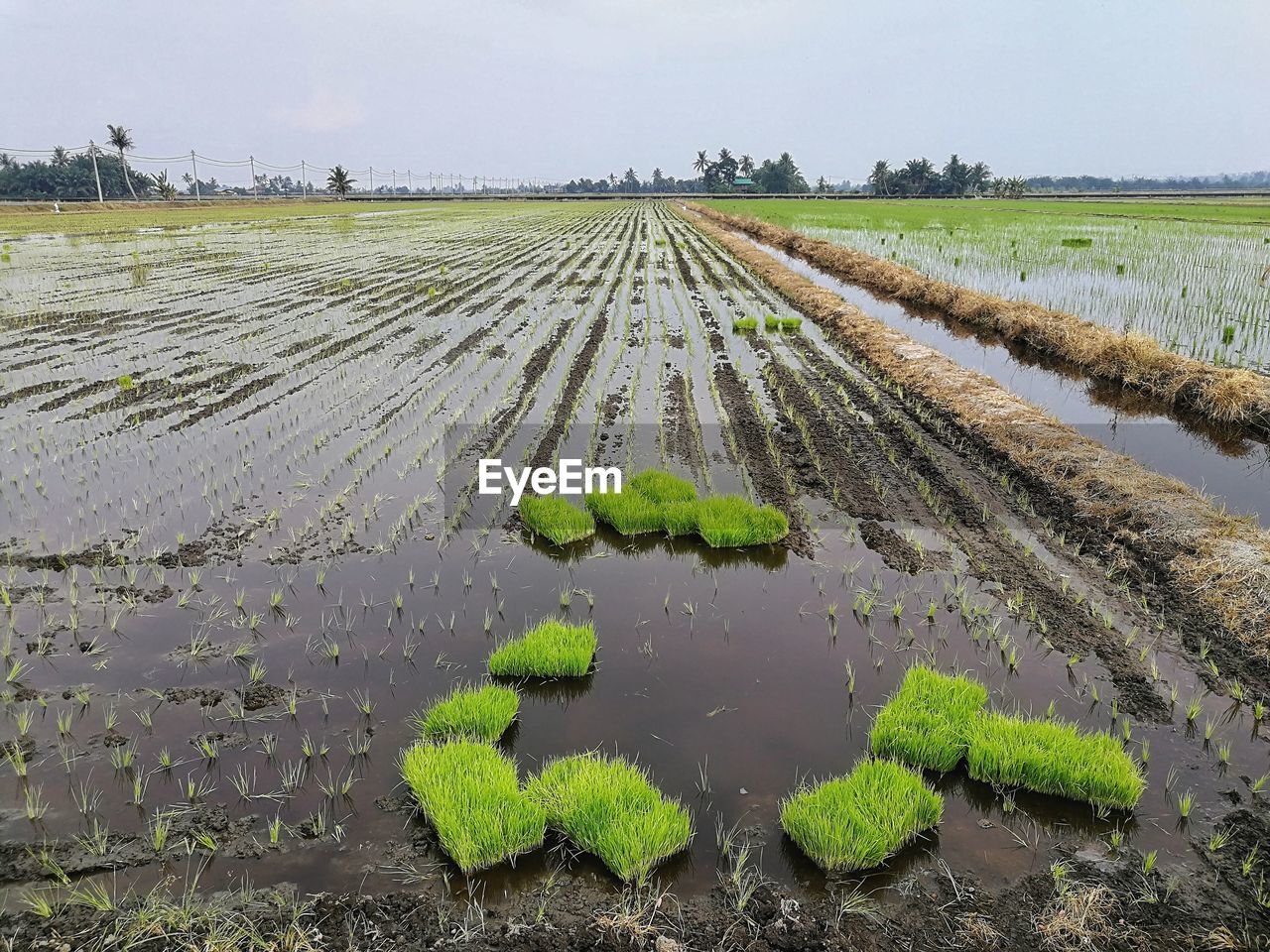 Paddy field in sekinchan, selangor