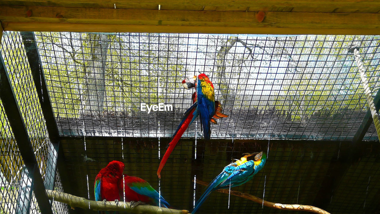 parrot, bird, animals in captivity, cage, pet, animal themes, animal, birdcage, animal wildlife, day, nature, parakeet, scarlet macaw, outdoors, metal, perching, group of animals, no people, full length