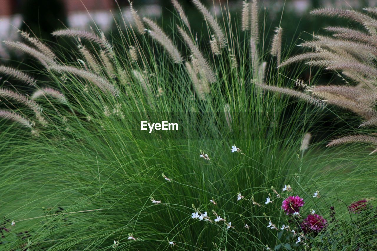 CLOSE-UP OF GRASS GROWING ON FIELD