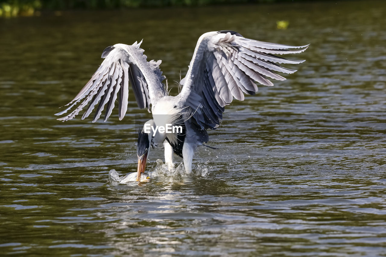 bird flying in lake