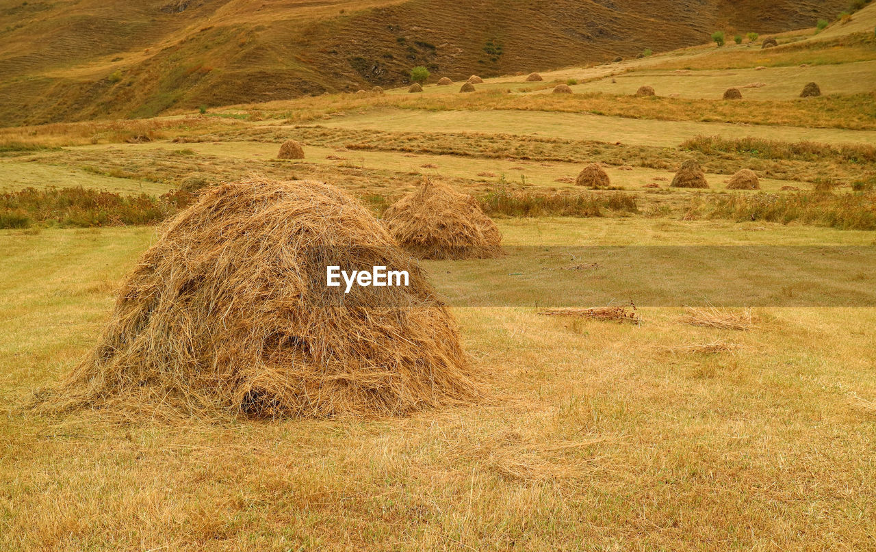 HAY BALES ON FIELD BY FARM