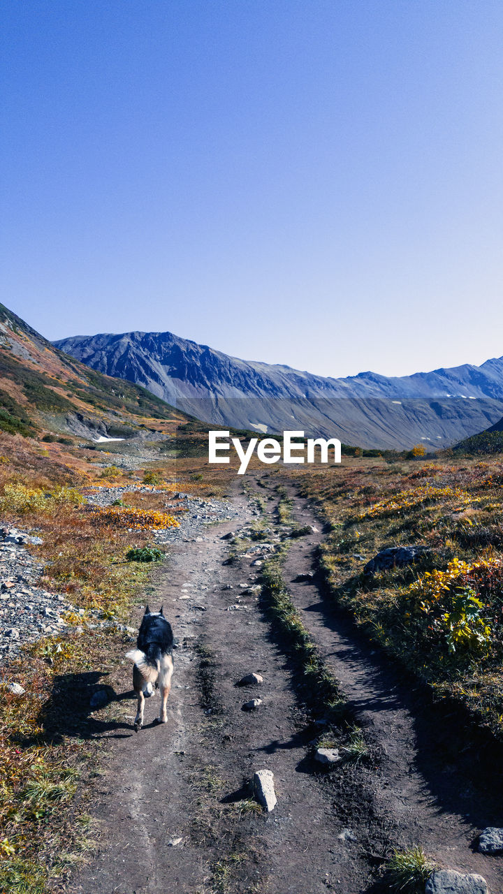 View of dog on mountain against sky