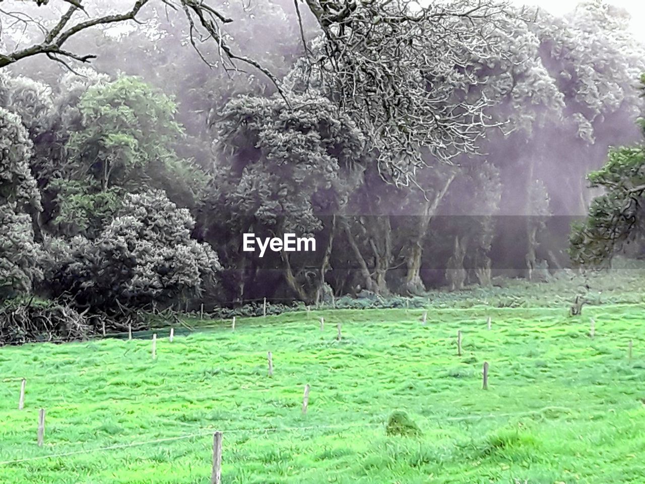 VIEW OF TREES ON FIELD