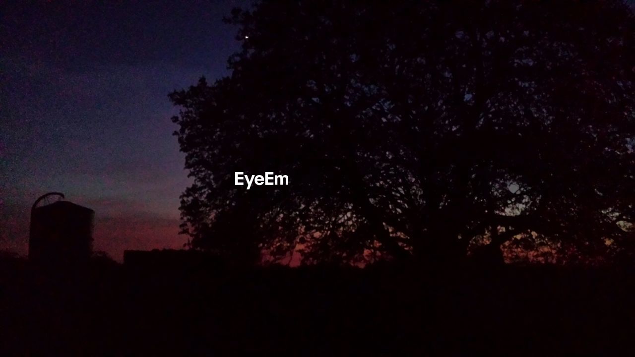 LOW ANGLE VIEW OF TREES AGAINST SKY