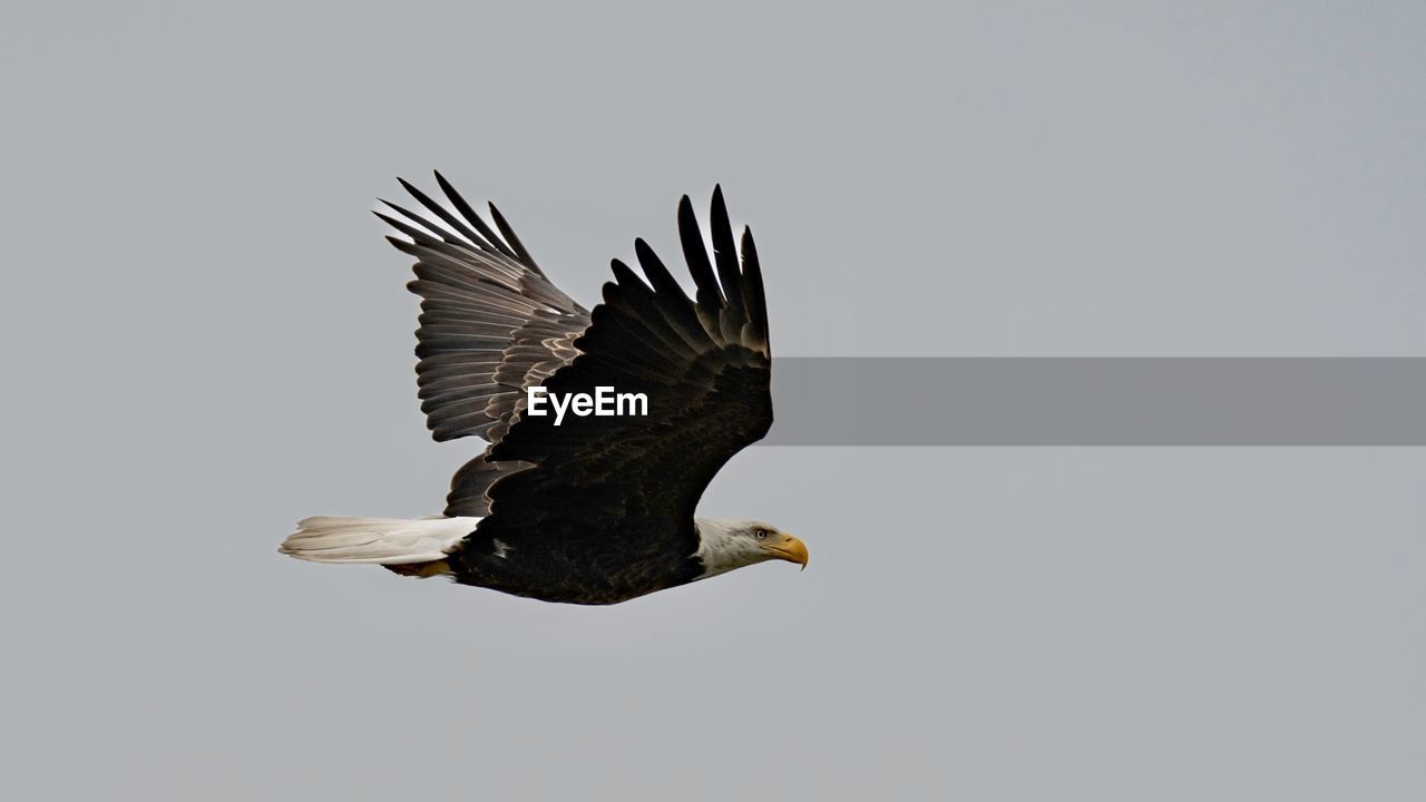 bird, animal themes, animal, wildlife, animal wildlife, flying, bird of prey, bald eagle, one animal, eagle, animal body part, spread wings, beak, no people, nature, motion, wing, mid-air, beauty in nature, copy space, outdoors, sky, full length, animal wing