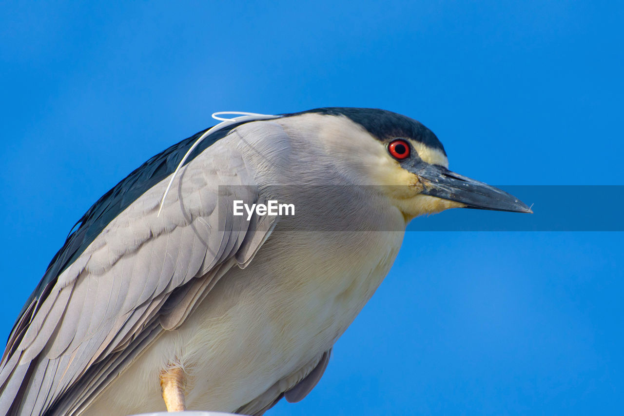 LOW ANGLE VIEW OF A BIRD