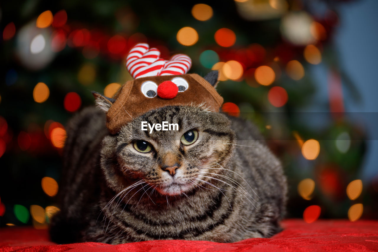 CLOSE-UP PORTRAIT OF A CAT ON CHRISTMAS