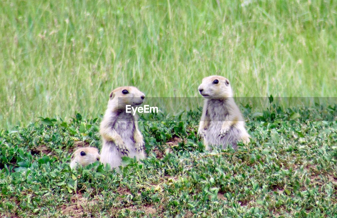 Family of young prairie dogs posing together in grassy field in custer state park in south dakota