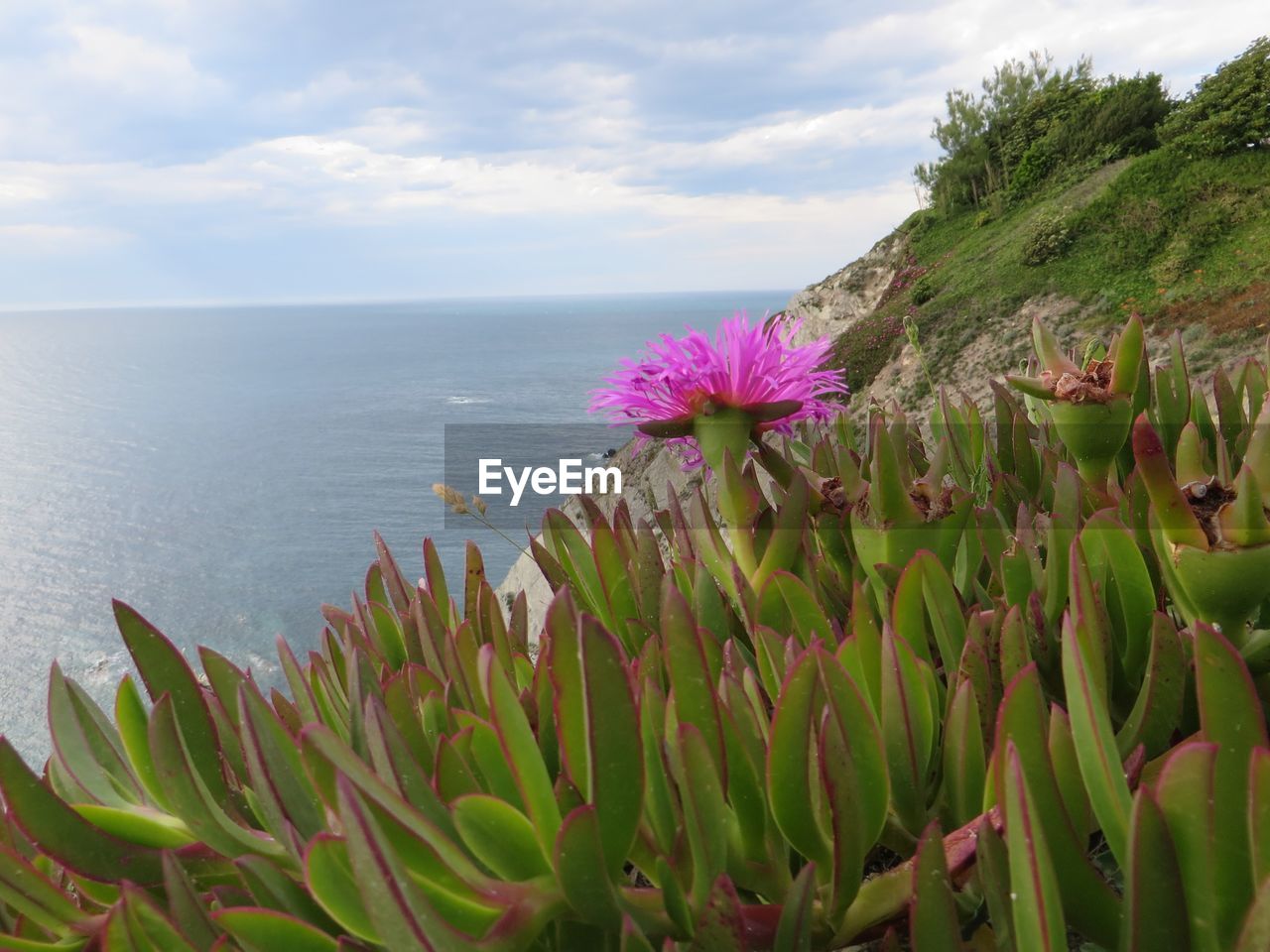 Close-up of flowers in sea