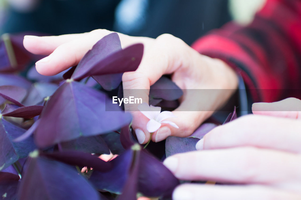 hand, purple, selective focus, adult, flower, pink, close-up, holding, petal, women, one person, spring, ceremony, occupation, blue, indoors, business finance and industry