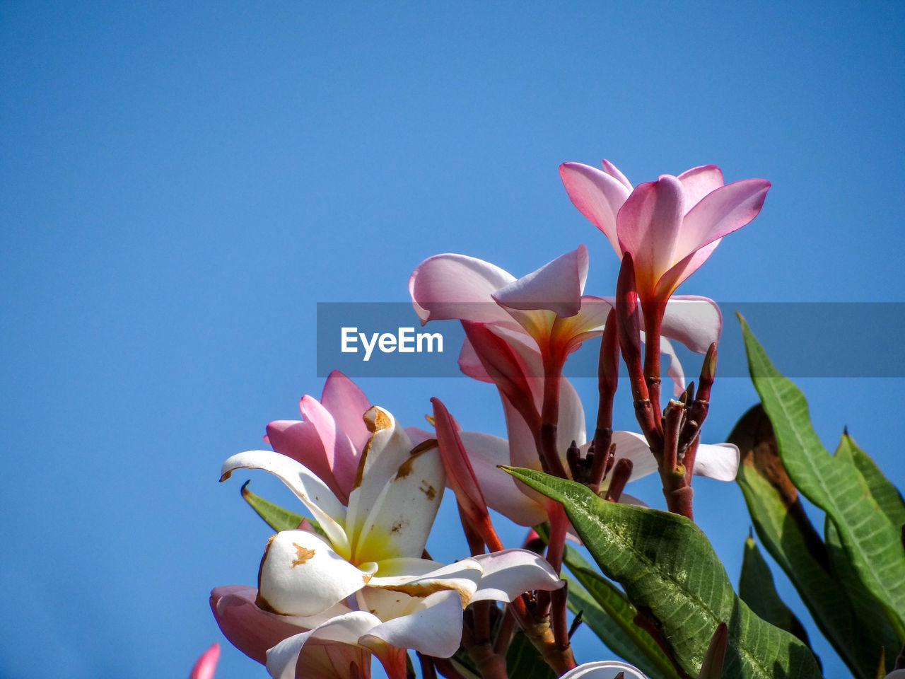 Close-up of pink flowers against blue sky