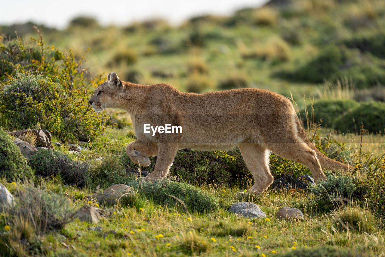 animal, animal themes, mammal, animal wildlife, wildlife, one animal, side view, no people, grass, nature, full length, wilderness, plant, standing, outdoors, day, landscape, animals hunting, travel destinations, feline