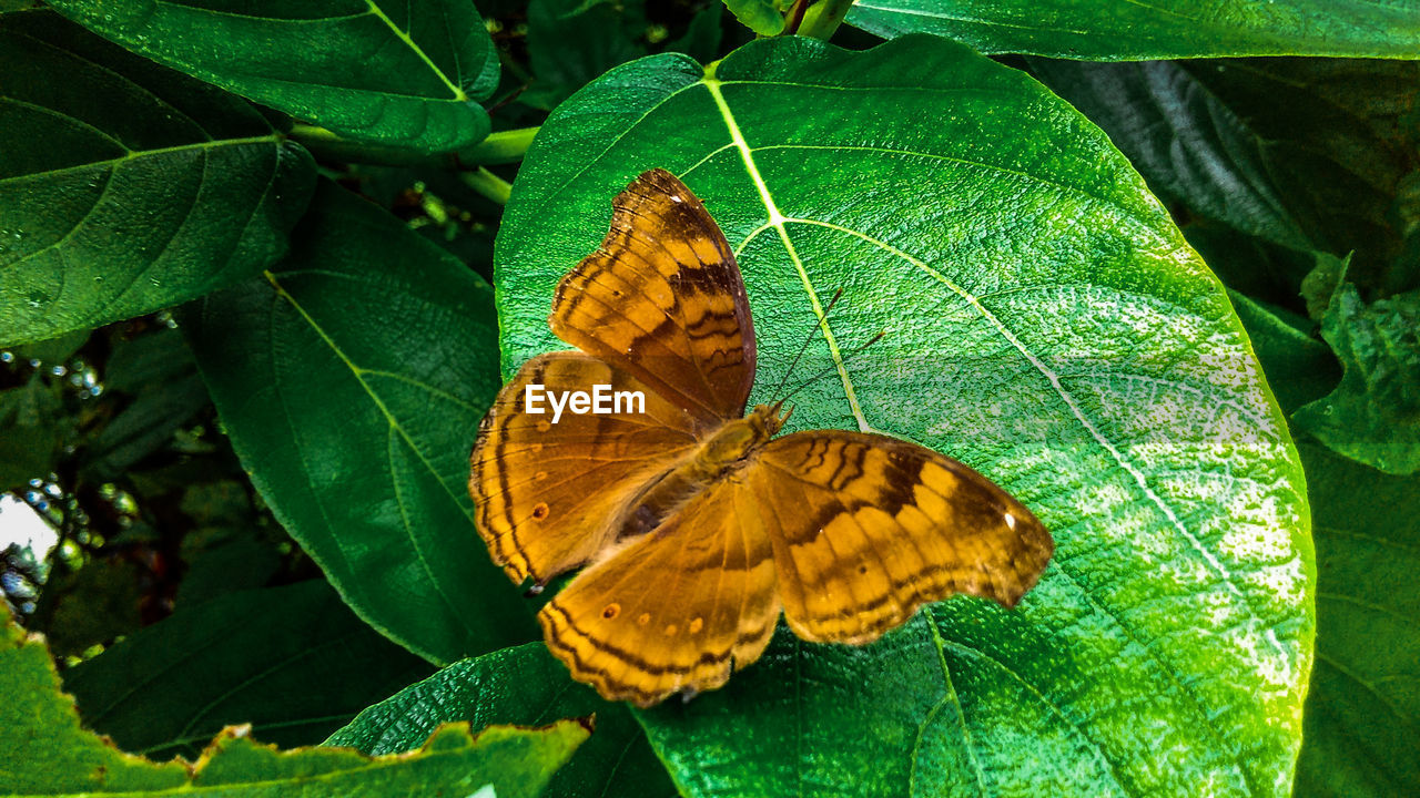 CLOSE-UP OF BUTTERFLY ON LEAVES