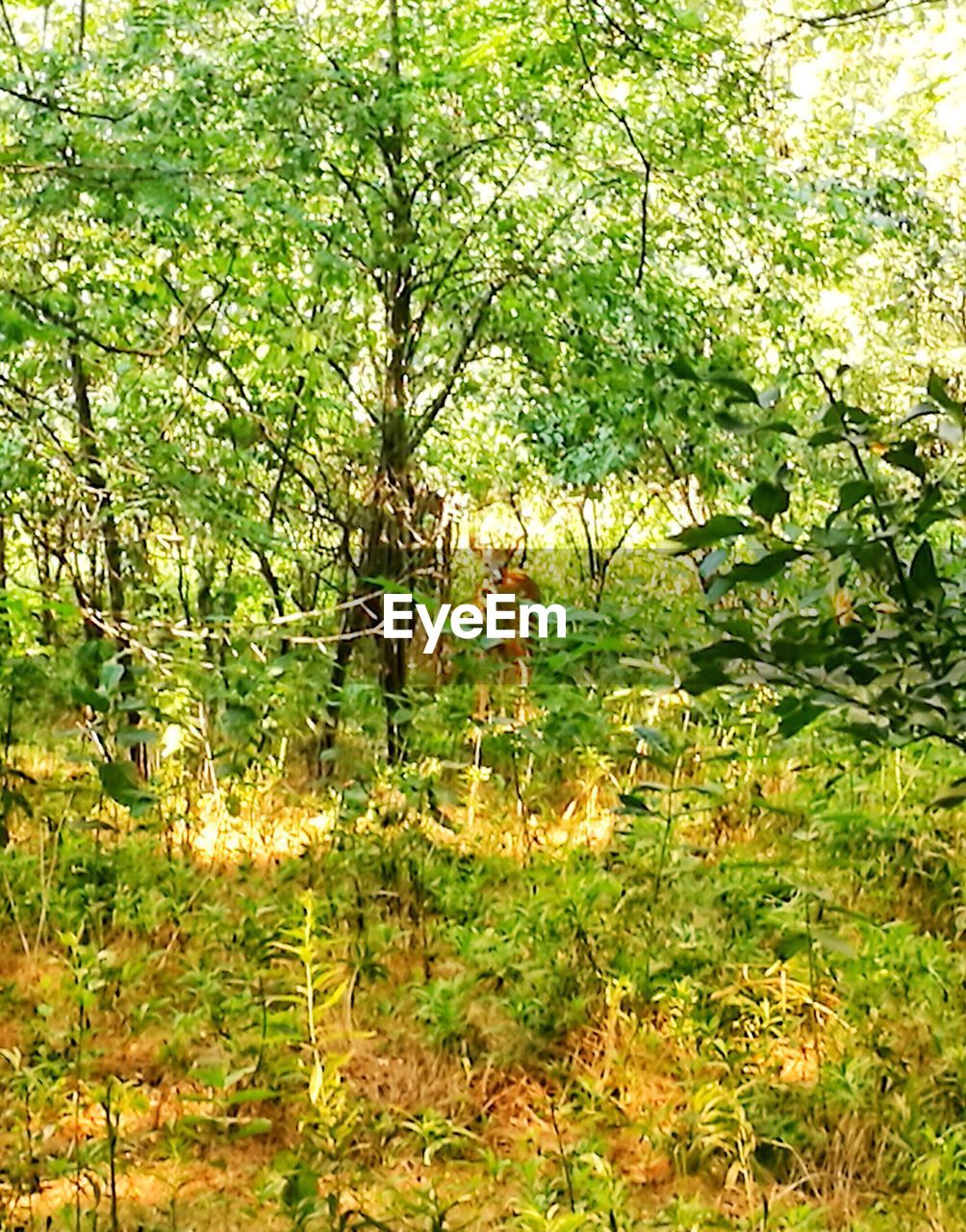 PLANTS AND TREES IN FOREST