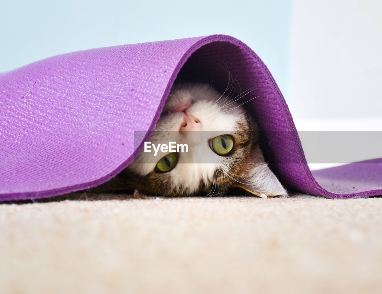 Close-up portrait of cat lying under purple yoga mat 