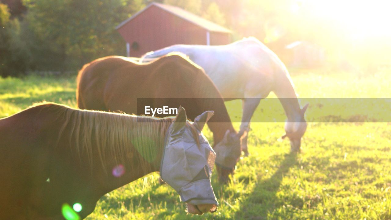 Horses with fly mask grazing on grassy field during sunset