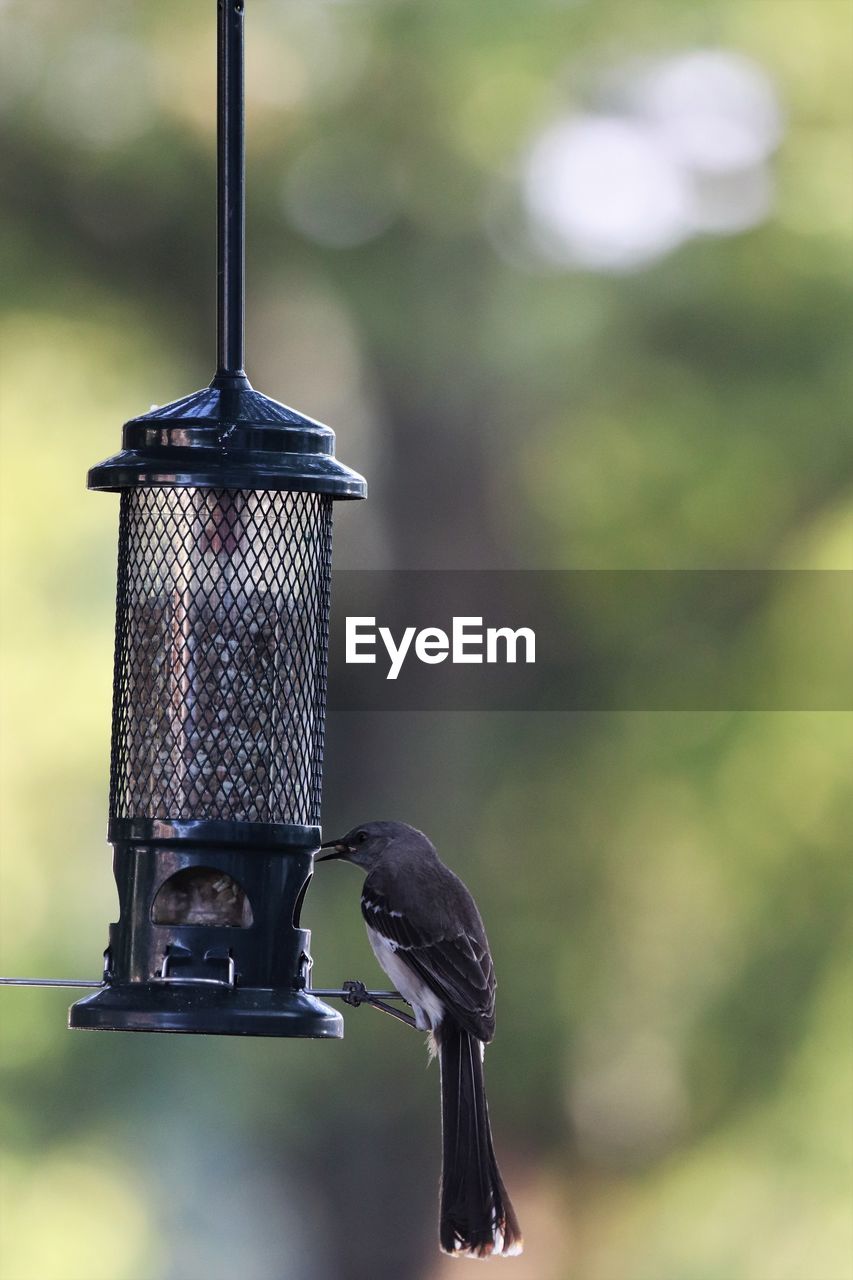 Close-up of bird perching on feeder