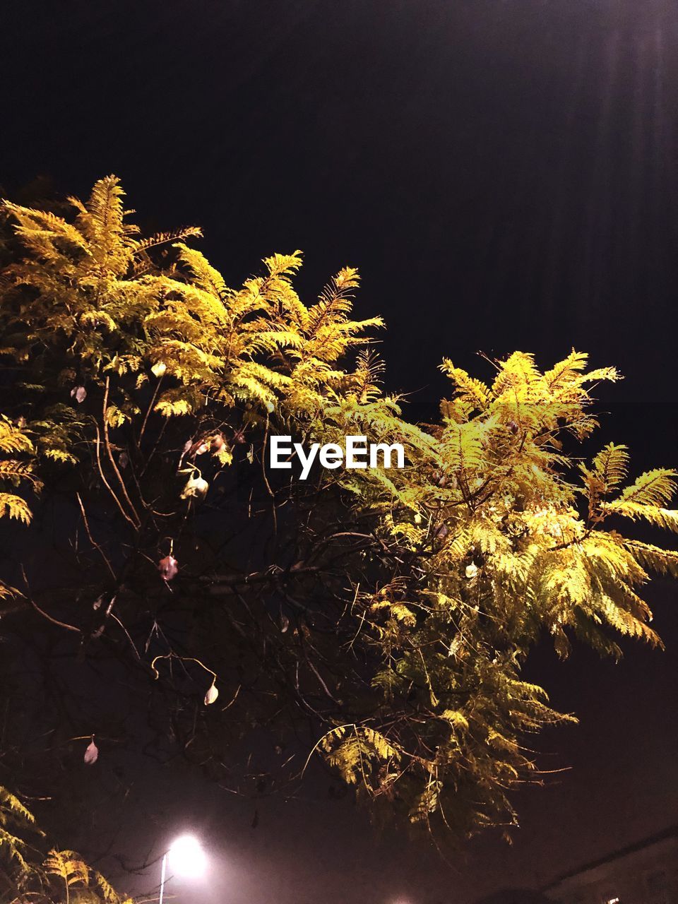 CLOSE-UP OF PLANTS AGAINST TREES AT NIGHT