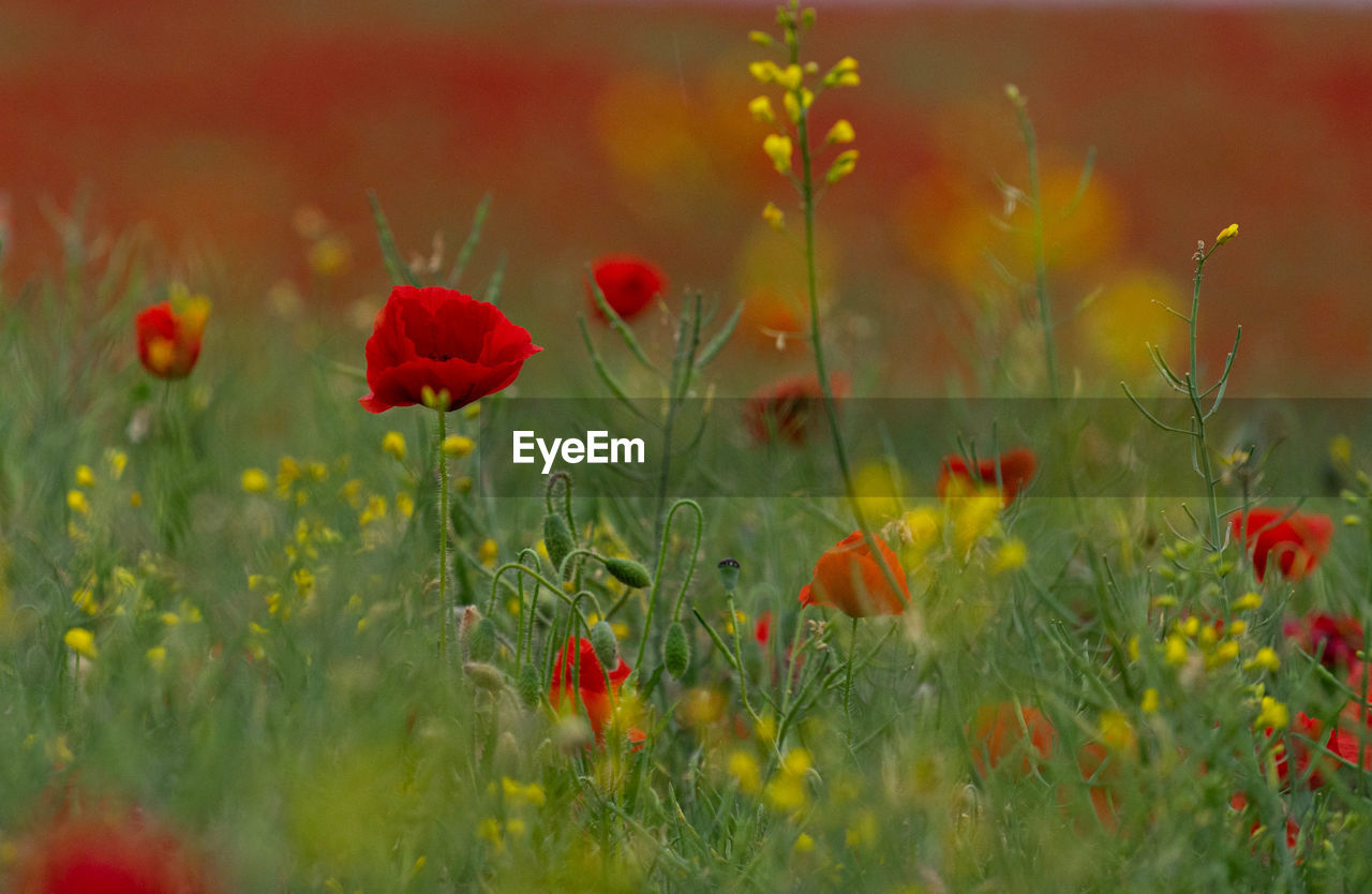 CLOSE-UP OF RED POPPY FLOWERS GROWING ON FIELD