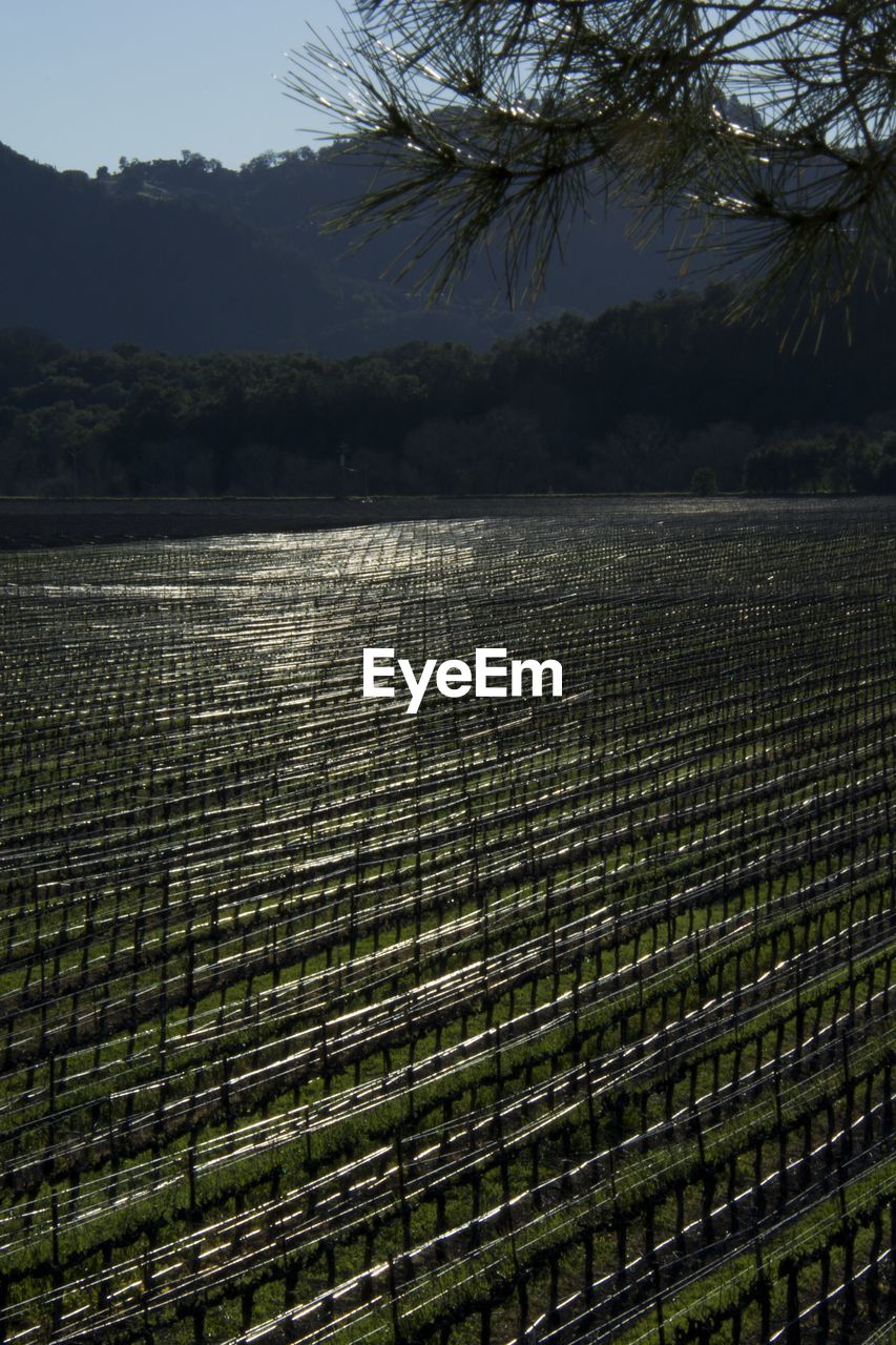 Scenic view of agricultural field against sky