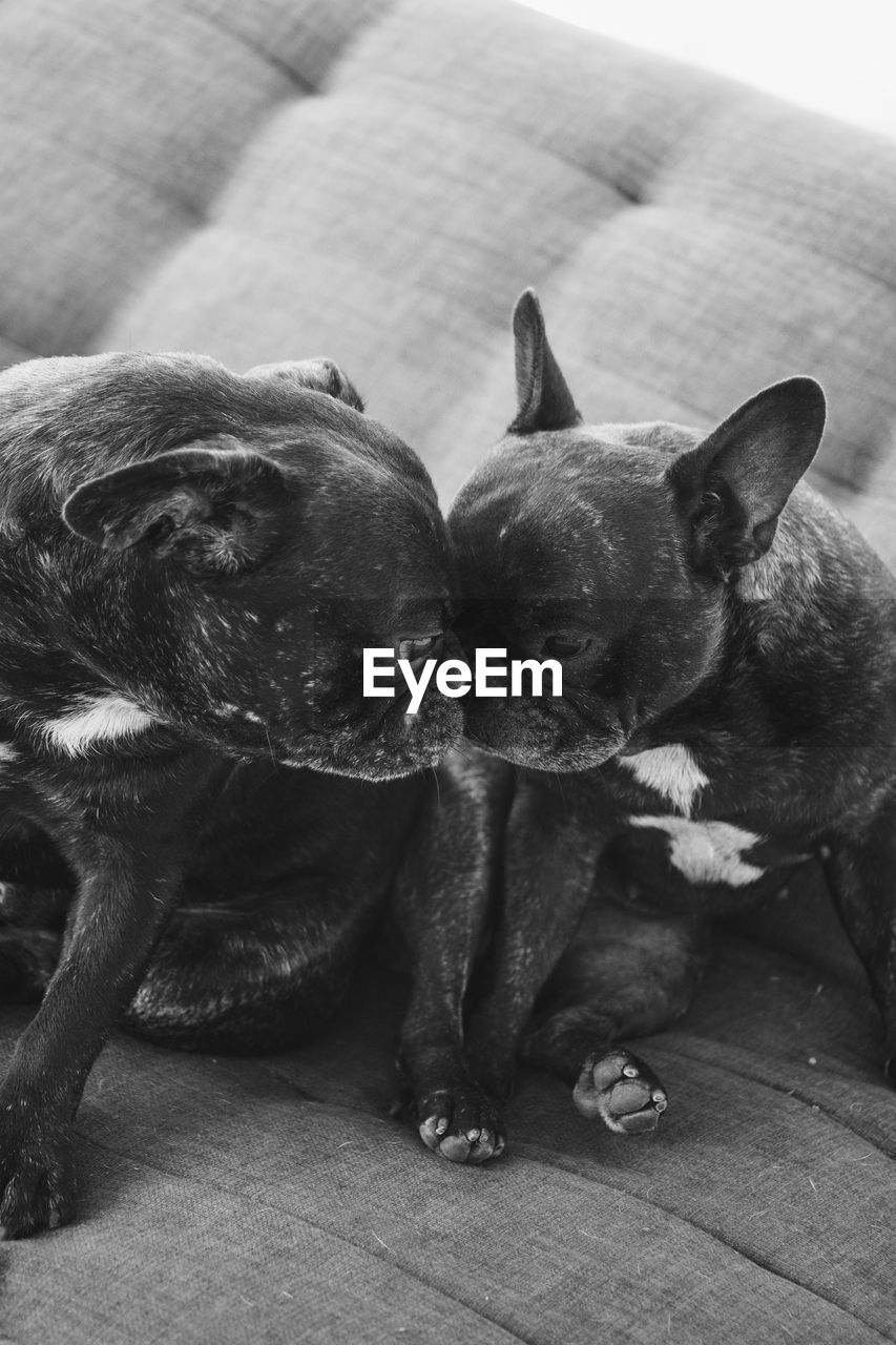 High angle view of dogs relaxing on sofa