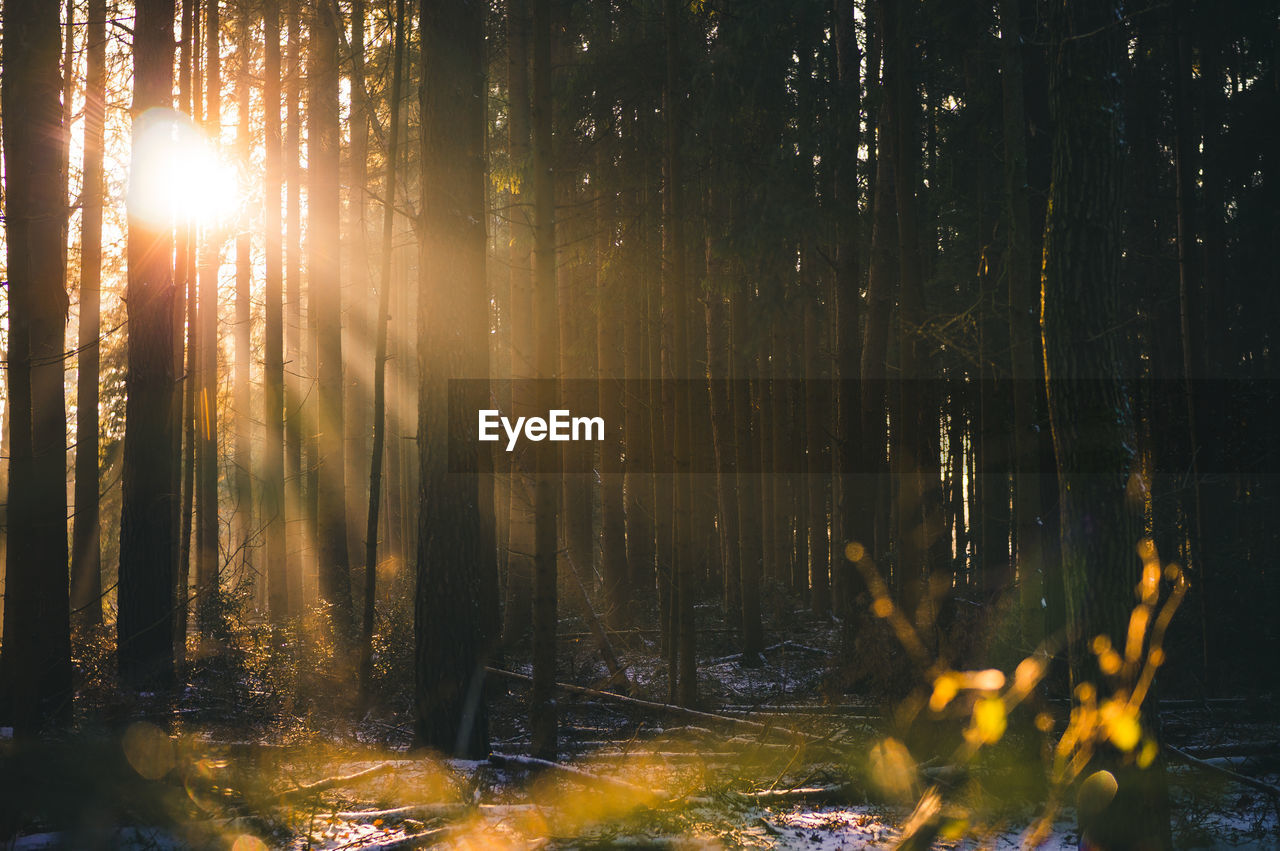 SUNLIGHT STREAMING THROUGH TREES DURING SUNSET
