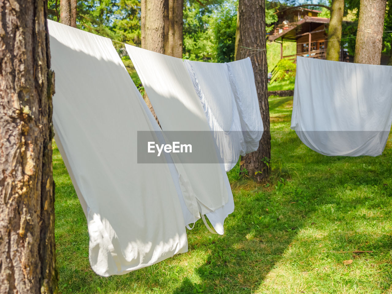 plant, grass, nature, textile, laundry, hanging, clothesline, tree, drying, linen, tent, summer, white, land, no people, day, clothing, front or back yard, sunlight, environment, outdoors, backyard, sheet, bed, tree trunk, camping, lifestyles, trunk, field, green, tranquility, holiday, landscape, plain