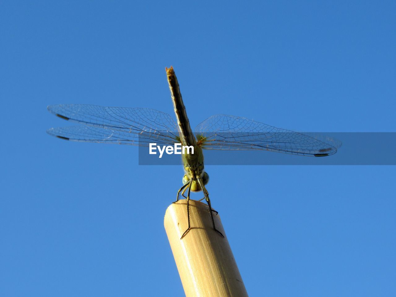 Low angle view of dragonfly against clear blue sky